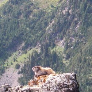 Marmot in Skeena-Stikine