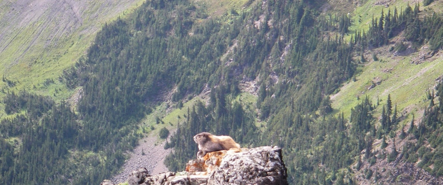 Marmot in Skeena-Stikine