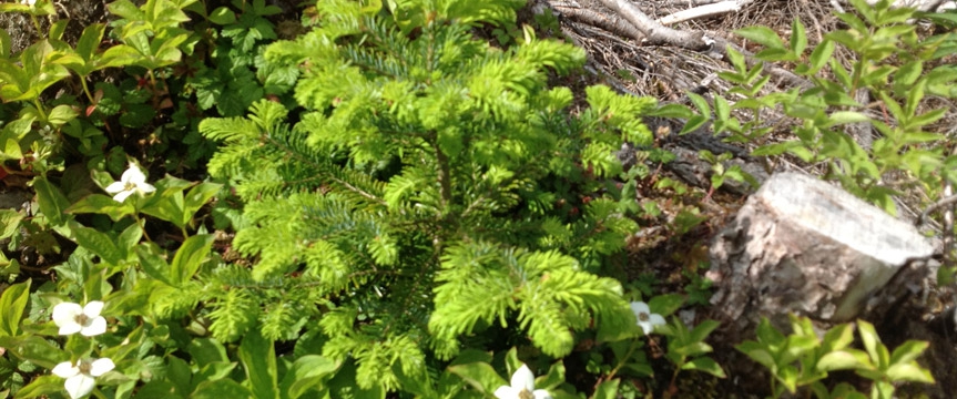 Biodiversity Management in the Revelstoke Timber Supply Area