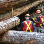 F0013_auditors examining log bridge