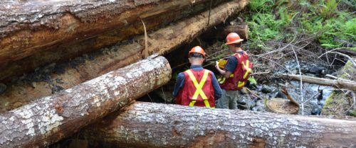 F0013_auditors examining log bridge