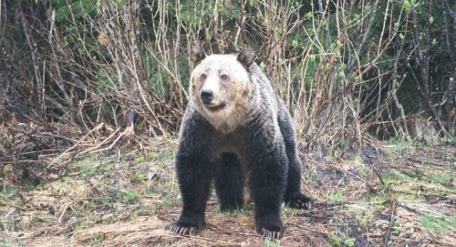 Image #W0003_Lardeau River Grizzly Bear