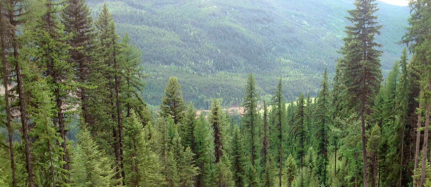 Board to audit two forest licences near 100 Mile House - BCFPB