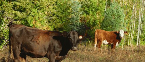 ARC205-Cattle-in-field