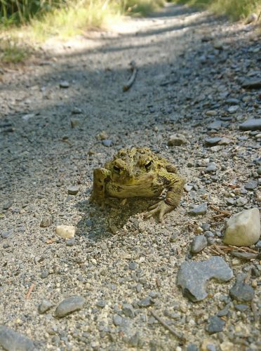 Adult_Toad