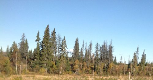 dawson-creek-forest