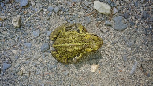 same-adult-toad