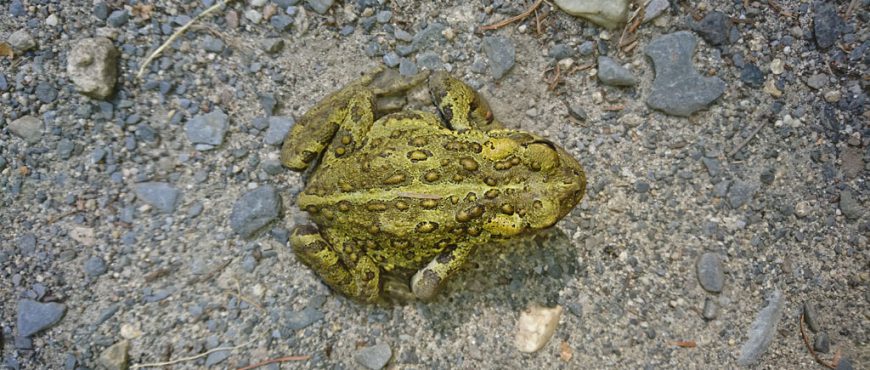 same-adult-toad