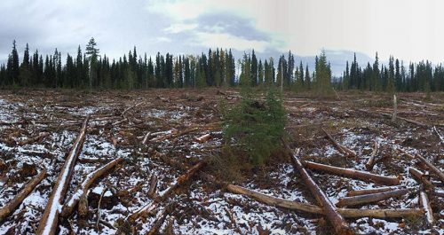 ARC215-Recent-harvesting-Woodlot-2050