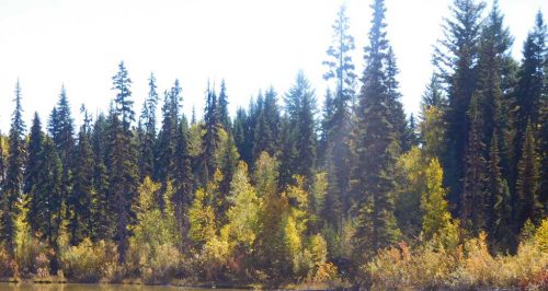bc-forest-10