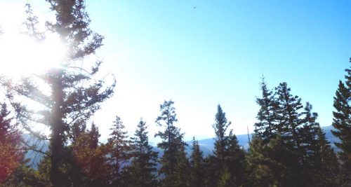 bc-forest-11