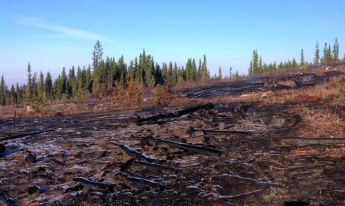 woodlot-0117a