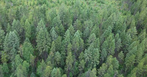 bc-forests-17