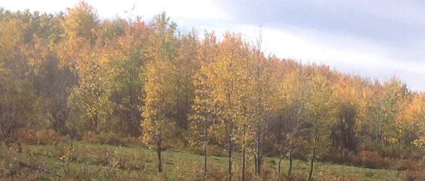 bc-forests-18
