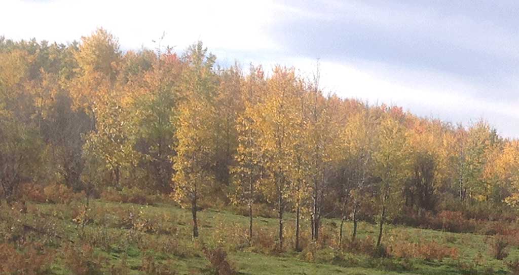 bc-forests-18
