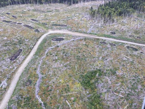 2018-McLeod-Lake-harvesting-in-MLMCF-Daistaga-operating-area-marten-habitat