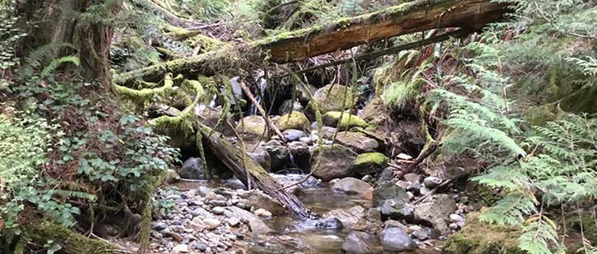 IRC218-Wilson-Creek-near-landslide