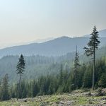 Smoke hangs over a stand of trees in early summer in a BC forested landscape.