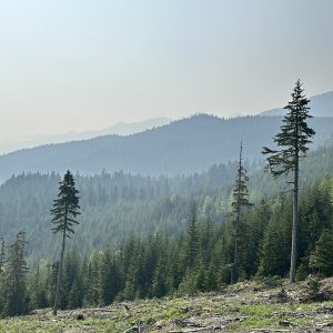 Smoke hangs over a stand of trees in early summer in a BC forested landscape.