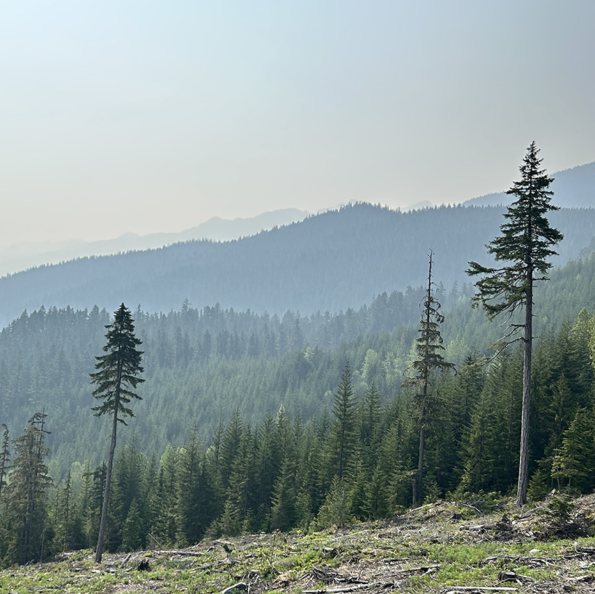 Smoke hangs over a stand of trees in early summer in a BC forested landscape.