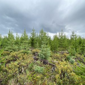 Young conifer trees growing in a regenerating cutblock under cloudy skies during the BCTS Cascades field audit.
