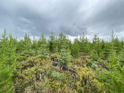 Young conifer trees growing in a regenerating cutblock under cloudy skies during the BCTS Cascades field audit.